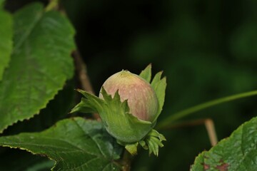 Haselnuss am Strauch (Corylus avellana)