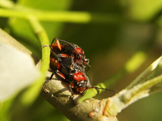 Copulation of beetles of firefighters. Reproduction of insects. Macro with blurry background. Pest control crop. Pollination of plants with flowers. Flora and fauna of the temperate region. Natural