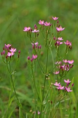 Fototapeta premium Echtes Tausendgüldenkraut (Centaurium erythraea).