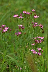Obraz premium Echtes Tausendgüldenkraut (Centaurium erythraea).