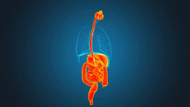 Human Digestive System Anatomy For Medical Concept 3D