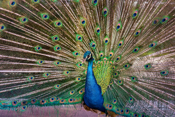 Obraz premium Peacock with all feathers open