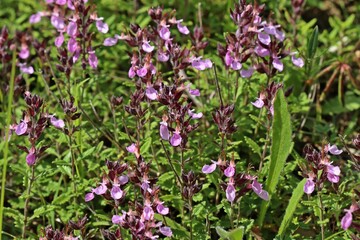 Edel-Gamander (Teucrium chamaedrys)