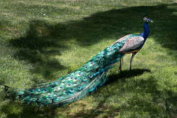 
Peacock posing very elegant and stylized