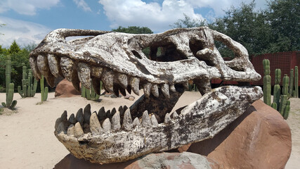 Dinosaurio, dinosaur, fosil, fossil, T REX, tiranosaurio