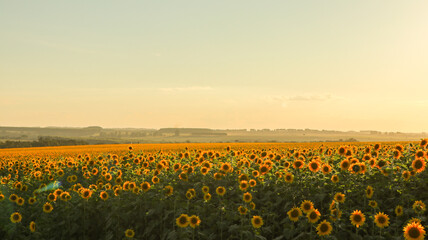 sunflower, large yellow heliotropic flower is cultivated for its edible oils and seeds, name...