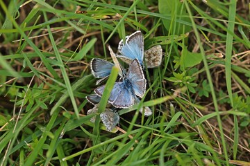 Silbergrüne Bläulinge (Polyommatus coridon) auf Tierkot