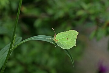 Männlicher Zitronenfalter (Gonepteryx rhamni).
