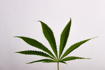 cannabis leaf background