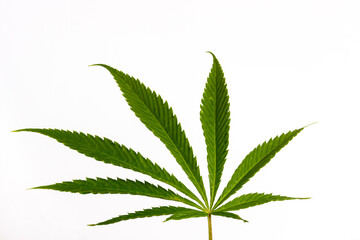 a single leaf of hemp or marijuana on a white background 