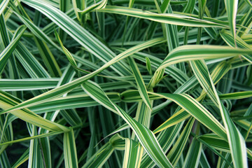 decorative green and white grass background