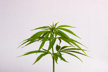 a single cannabis or marijuana bush on a white background 