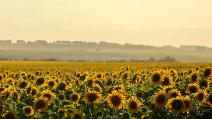 Obraz premium The beauty of the sunflower plantation, a large yellow heliotropic flower, rotates the stem towards the sun