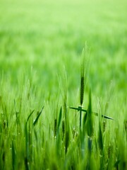 Zielone pola zboża green fields
