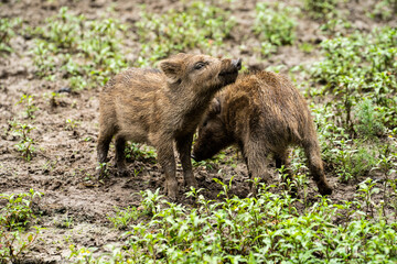 Little wild boars playing in mud