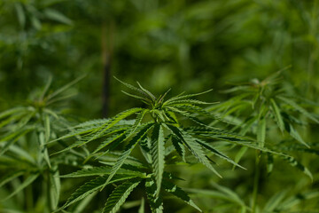 the cultivation of hemp for medicinal purposes, and for cosmetics. Green cannabis plants in the field