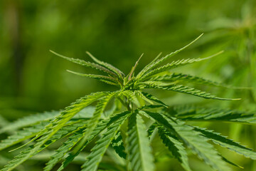 the cultivation of hemp for medicinal purposes, and for cosmetics. Green cannabis plants in the field