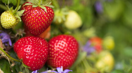 Close-up View: Fresh Ripe Red Berries of Strawberry are in Summer Garden - Beautiful Background, Banner, Copy Space. Horizontal Image.