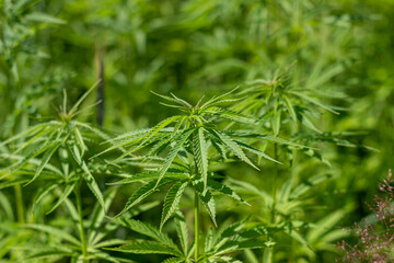 the cultivation of hemp for medicinal purposes, and for cosmetics. Green cannabis plants in the field
