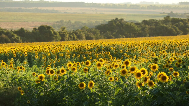 sunflower, large yellow heliotropic flower is cultivated for its edible oils and seeds, name derives from the shape of its inflorescence, rotates the stem always positioning its flower towards the sun