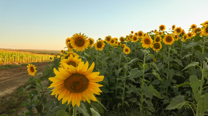 The beauty of the sunflower plantation, a large yellow heliotropic flower, rotates the stem towards the sun