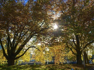 Naklejka premium autumn in the park