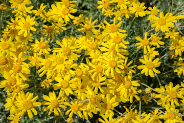 Fototapeta premium Field of yellow echinacea flowers