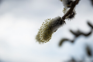 willow catkins in spring
