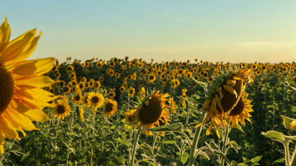 Obraz premium Planting or cultivation of sunflower, a plant with the particularity of being heliotropic, it rotates the stem always positioning its flower towards the sun