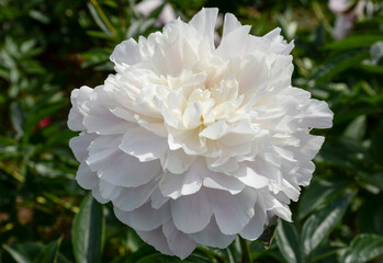 single white peony flower in garden