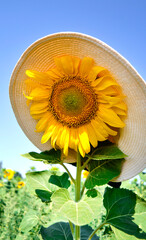 Bowler hat in a white sunflower hat with a blurred background of a sunflower field against a...