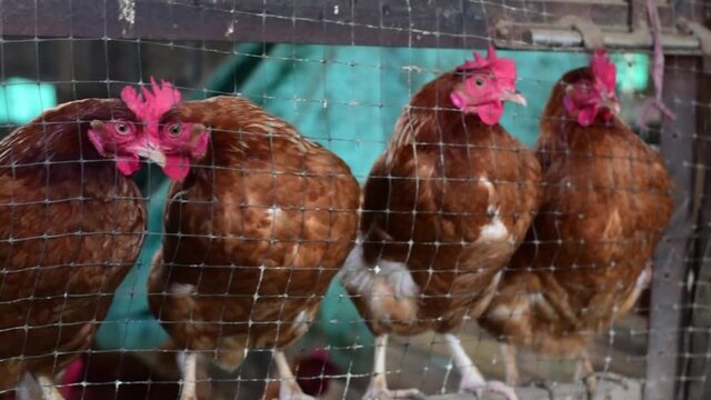 Gallinas coloradas rojas en Fila