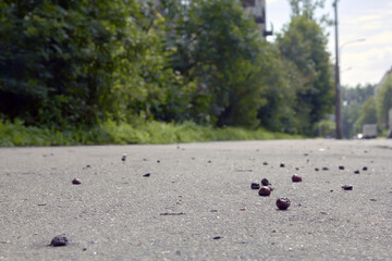 a cherry fruit that fell on the pavement