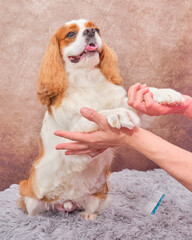 Dog Cavalier King Charles Spaniel. The dog stands on its hind legs and holds the groomer's hands with its front paws. Beautiful and well-groomed dog hair. Haircut according to the breed.