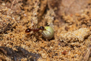 Two red ants helping each other carry a grain