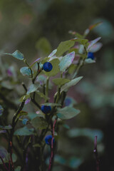 Wild blueberry in summer forest.