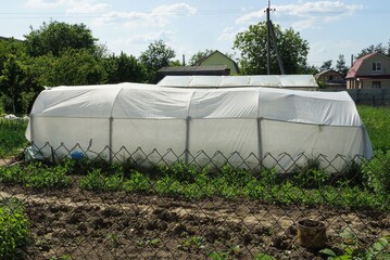 white big cellophane greenhouse stands in green vegetation in the garden on a sunny day