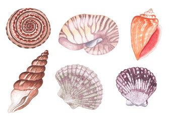 Set of hand-painted detailed seashell illustrations in warm colors. Pink, coral, purple and violet image.