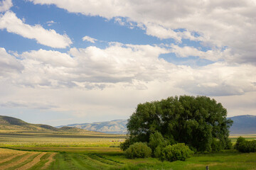 landscape with trees and blue sky