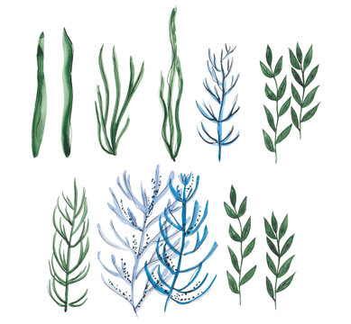 Watercolor illustrations of green and blue seaweeds. Hand-painted algae clipart.
