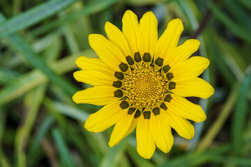 A yellow Gazania flower