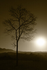 Obraz na płótnie Canvas lonely tree in the morning