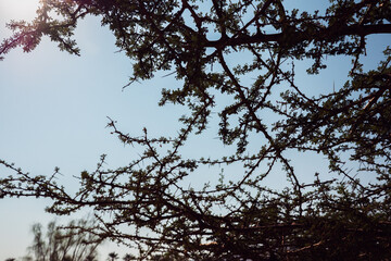 Branches of the tree, Acacia tree Crown of Thorns