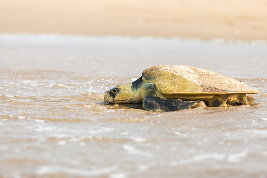 Tortuga Lora 