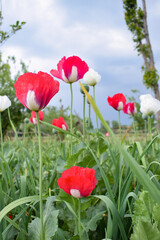 red poppy flowers. Opium poppy field.