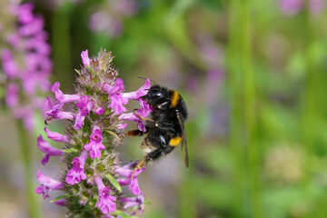 A bumblebee pollinating a purple betony