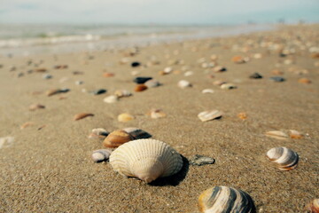 Muscheln am Strand