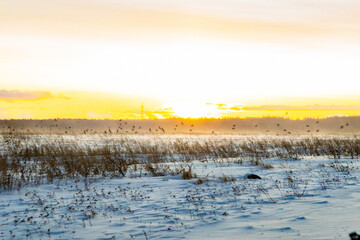 Sunset birds at winter
