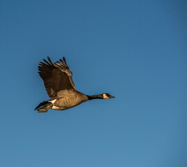 Canada  goose in flight

