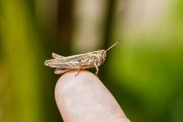 common field grasshopper on a human finger